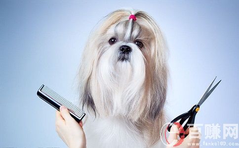 寵物美容店賺錢嗎?做到以下幾點,也就賺錢了! 第1張 寵物美容店賺錢嗎?做到以下幾點,也就賺錢了! 第1張